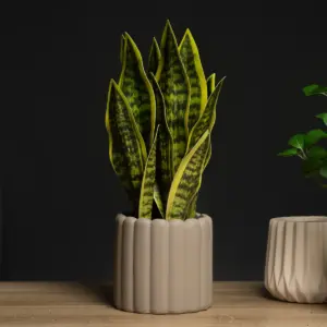 Artificial Snake Plant – Faux Sansevieria (32–37 cm)