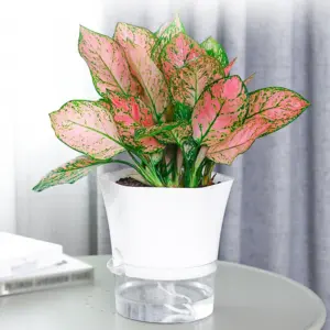 Self-Watering Plant Pot – Clear Modern Planter